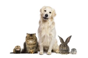 Products that Help Our Pets with a line up of pets