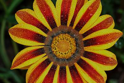 Welcome to Tammys Home Of Treasures. A yellow, red flower. A different kind of treasure.
