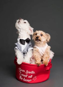 A picture of two little dogs in a cup. Eliminate Fart Odor - Pets and Humans Both
