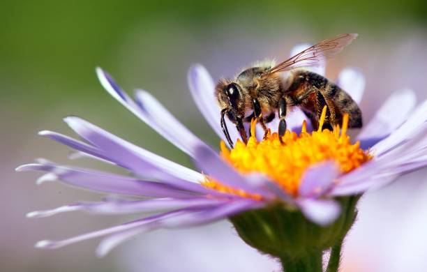 Bees Bees Bees pollinating on a flower.