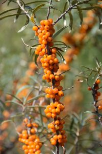 RevitaBLU Best of You with Sea buckthorn berry