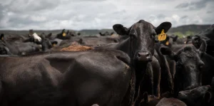 Dense Beef with black cows